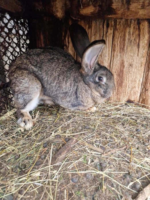 Iepuri Berbec German / Urias German