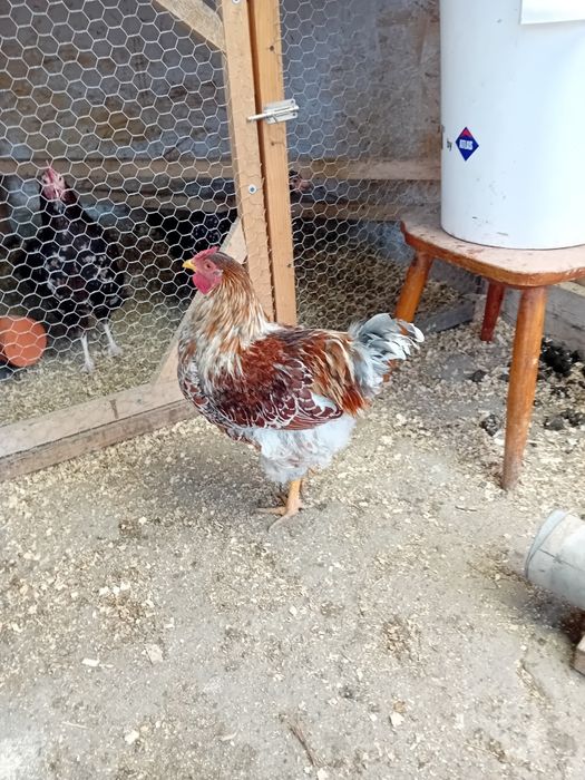 Cocoși Wyndotte splash