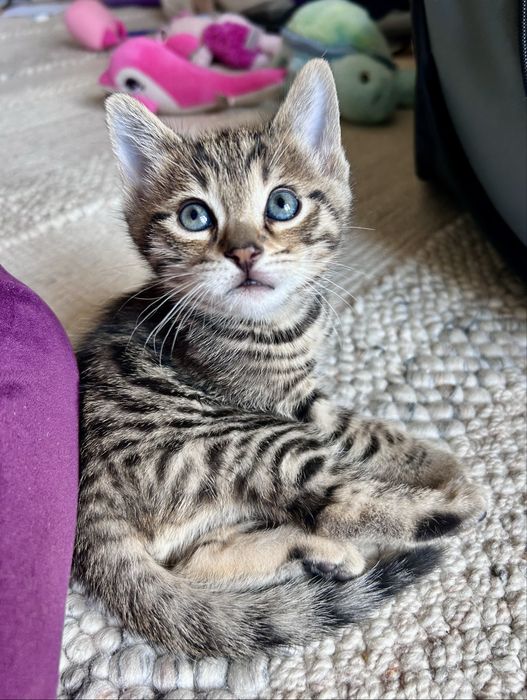 Бенгалско мъжко коте