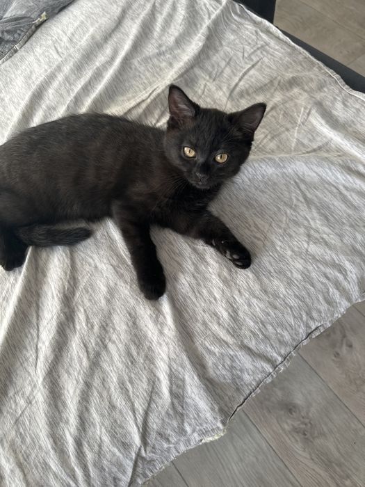 Отдам в хорошие руки