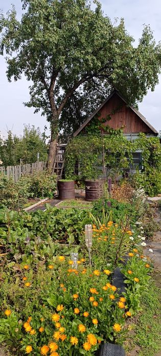 Продам дачный участок с домиком