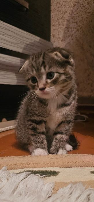 Продаётся домашний котёнок!
Очаровательный шотландский вислоухий котён