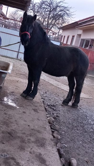 Cal semi greu de vanzare