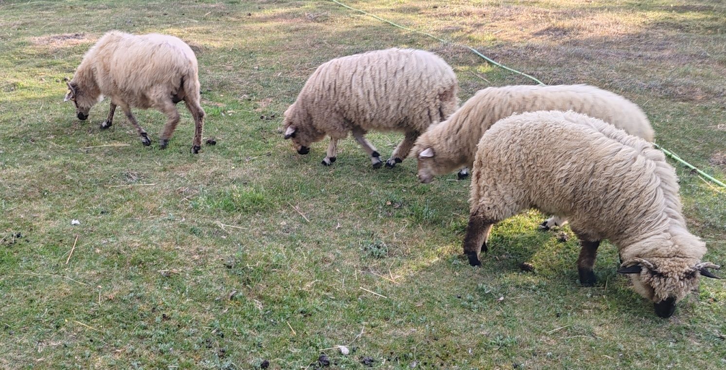 Vând oi turcane și miei