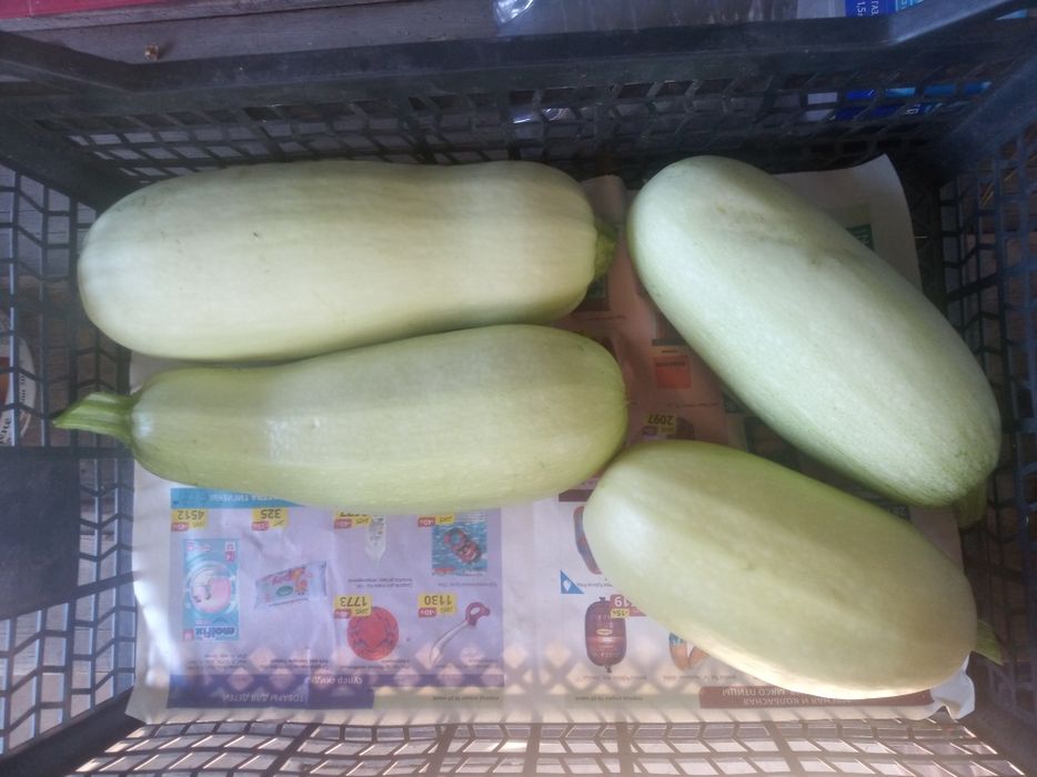 Продаю дачные кабачки