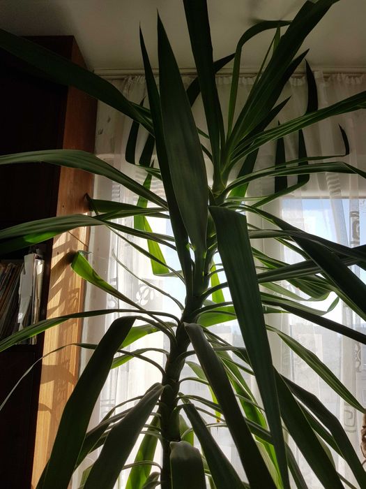 Цвете юка 2.60 метра