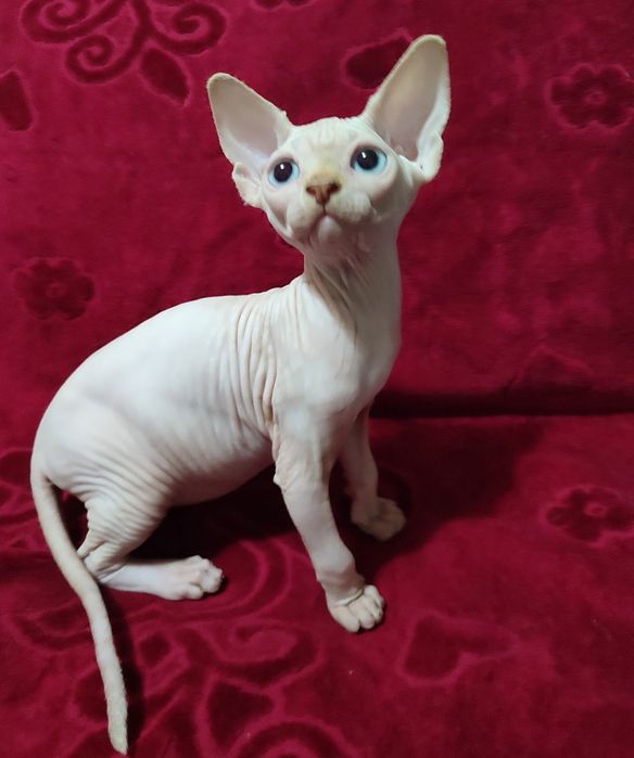 Продаються канадские котята