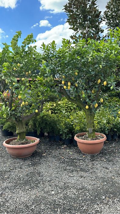 Tuia brazi catalpa artari tei mesteacan maslini pom-pom spirale bosai