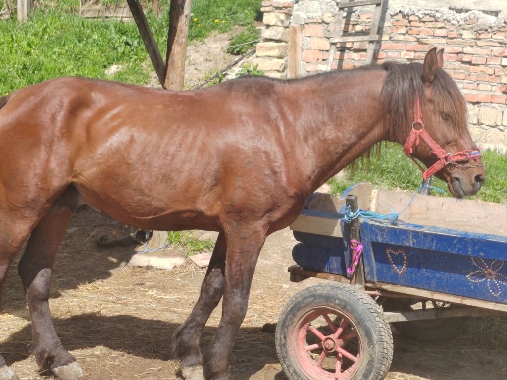 Cai de vanzare un armăsar de 6 ani și un cal castrat de 9 ani