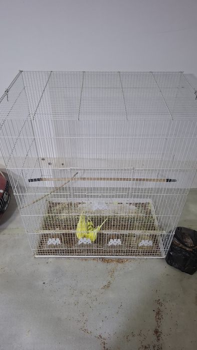 To'tiqushlar va uyasi