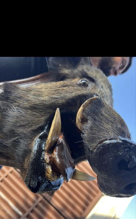 Panoplie trofeu mistret