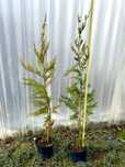 Gard viu Leilandi 110-120 cm, tuia, chiparos, plante ornamentale