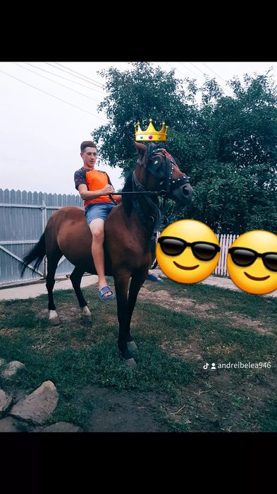 iapă de vânzare și mânză