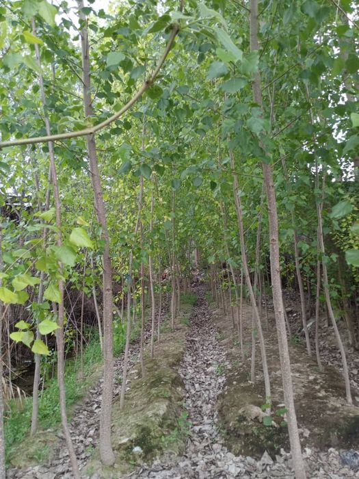 Уй Сотилади 7 Хона ошхона бания 200 та тераги дарахтлари куп