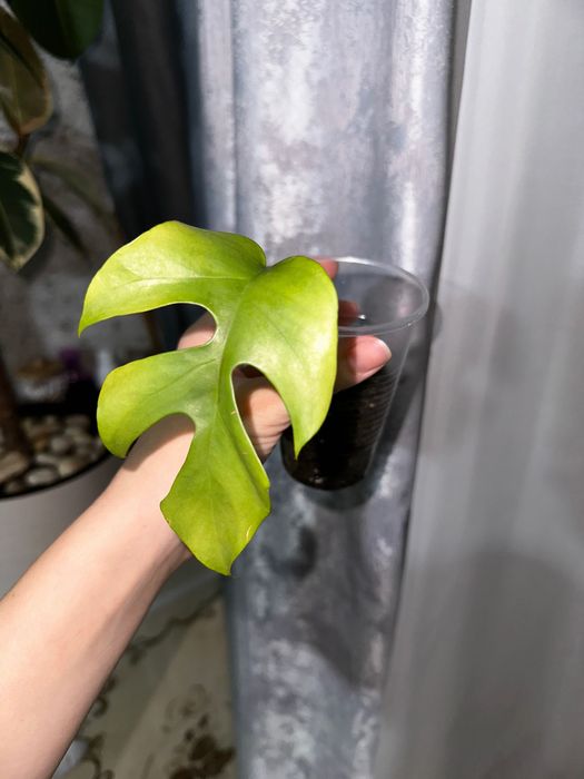 Продам разные цветочки