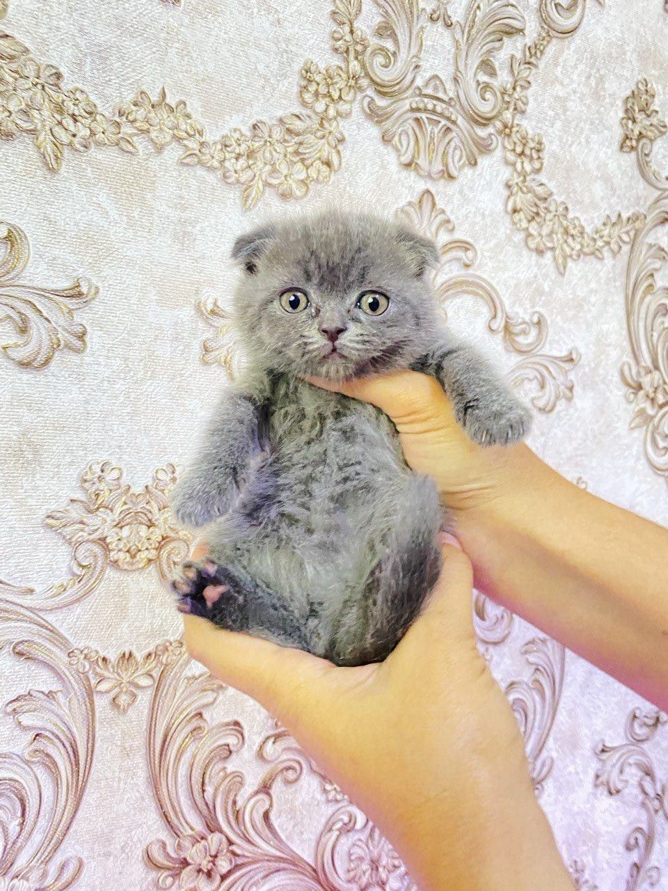 Scottish fold...