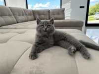 Fetiță British Shorthair