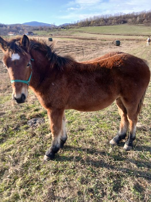 Vand un manz de 5 luni si unul de 6 luni