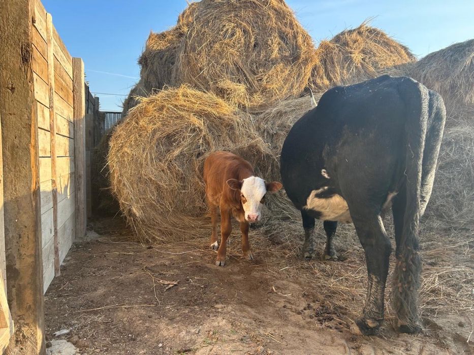 Бұзаулы сиыр сатылады 4 ші туып тұр күйі өте жақсы