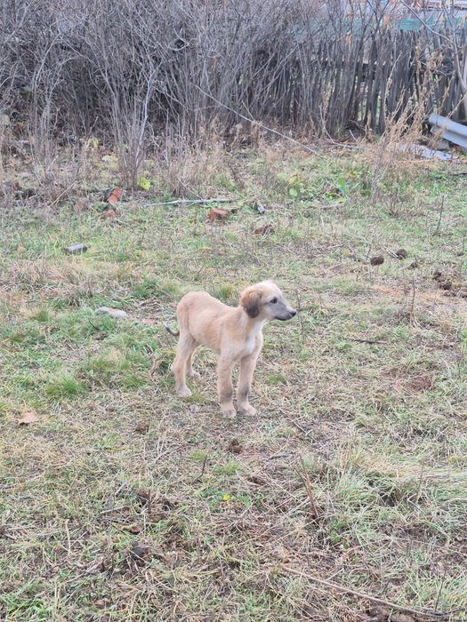 Щенки чистокровный Тазы