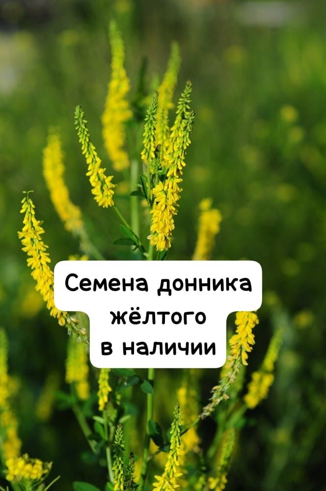 Семена:Сорго Суданка Кострец Донник Эспарцет Люцерна Вика Фацелия Лён