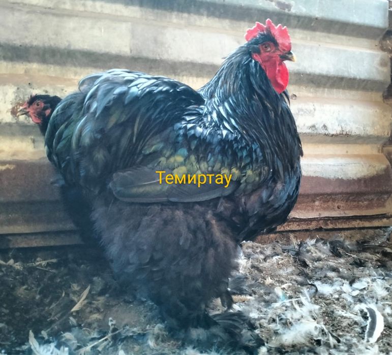 Продается Племенной Петух. Кохинхин черный.