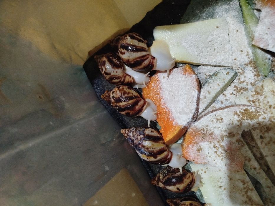 Косметологические улитки ахатины  ретикулята Альбино боди