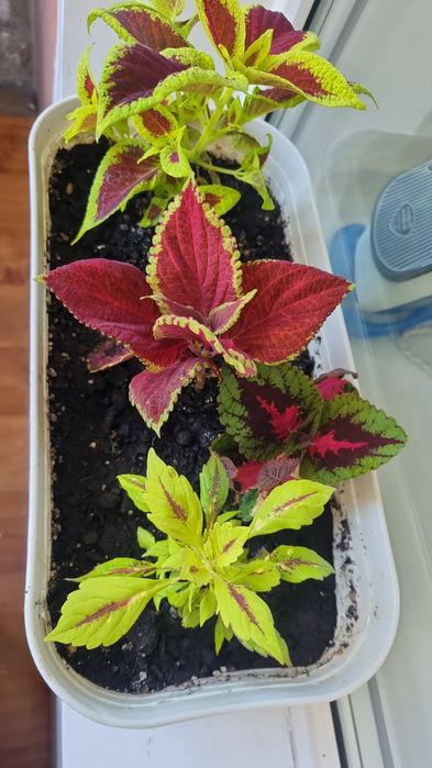 Продаю ' деток' колеуса - 700тенге (1 штука ). ул.Казахстан д.72