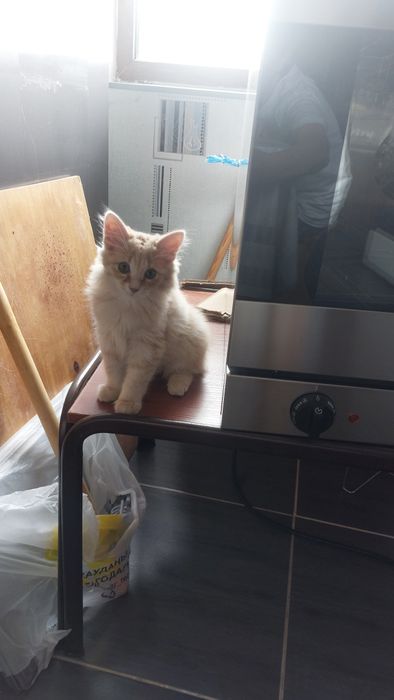 Отдам даром бесплатно