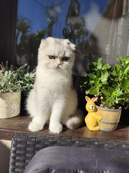 Motănel Scottish Fold Shorthair