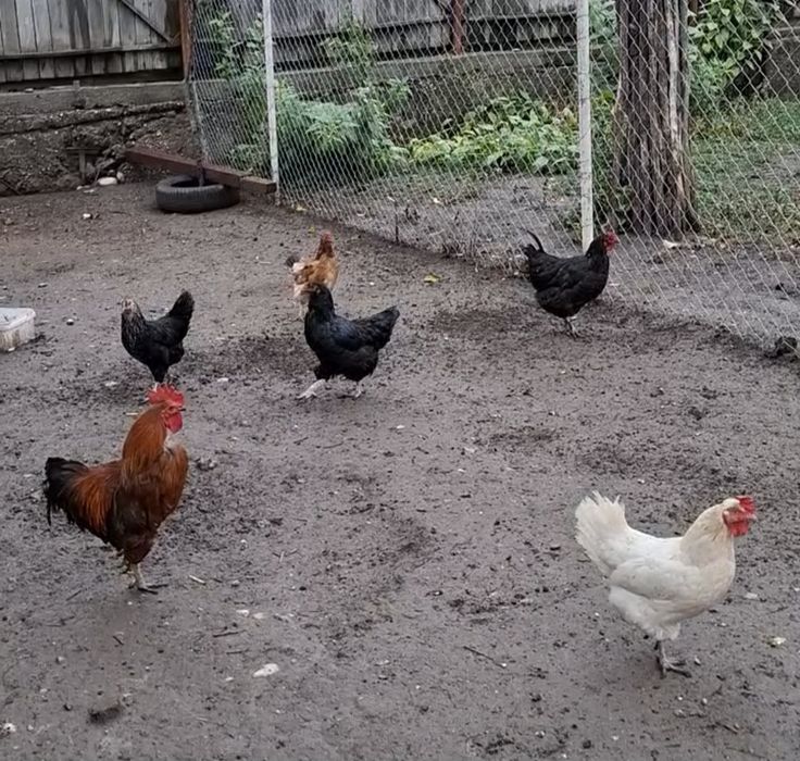 5 găini și un cocoș ..găini de țară ...mai multe detalii în privat