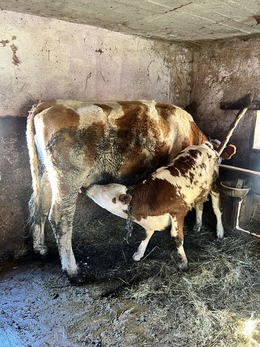 Vand juninca cu vitel se dau si separat