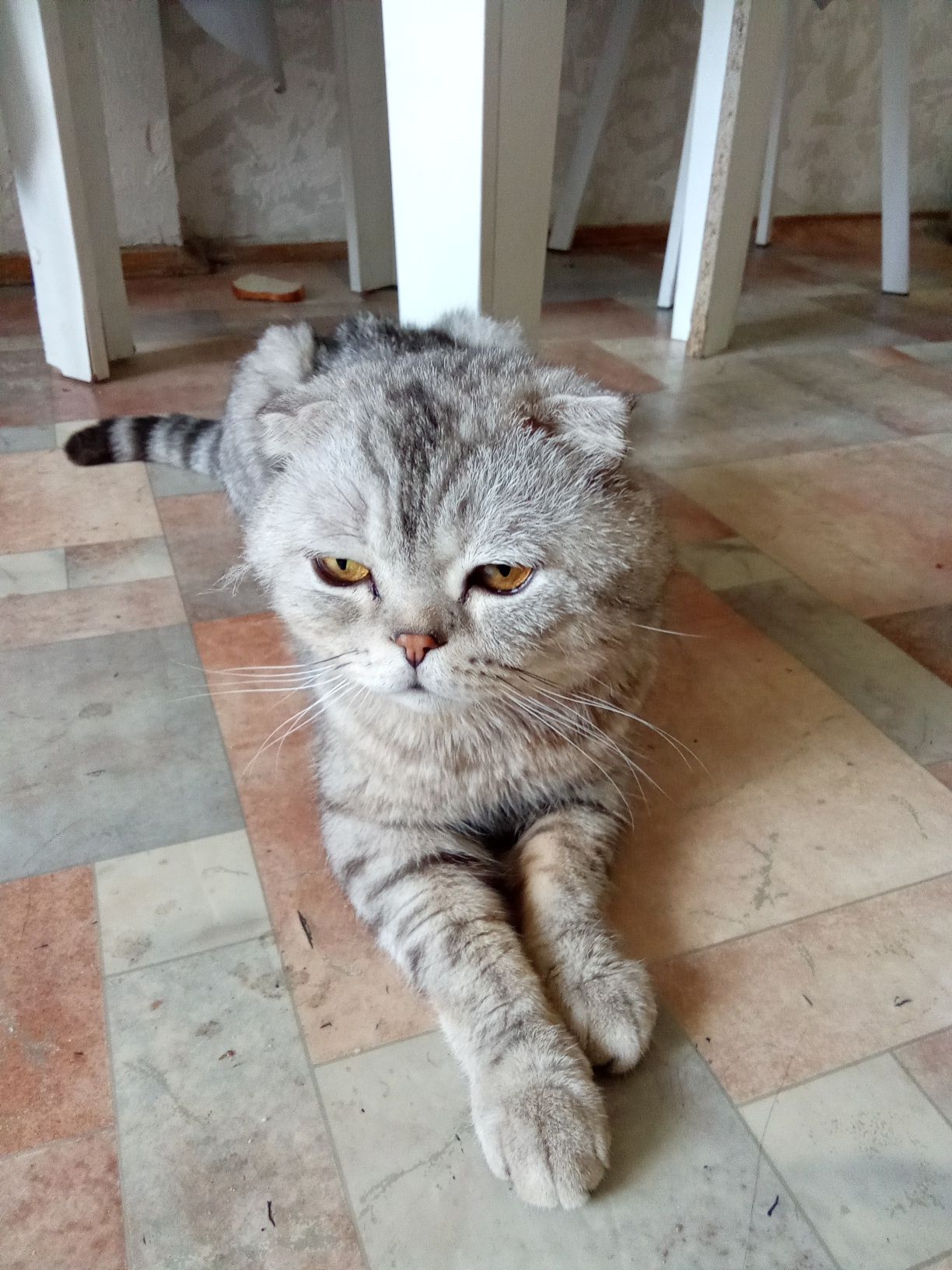 Кот бесплатно в хорошие руки