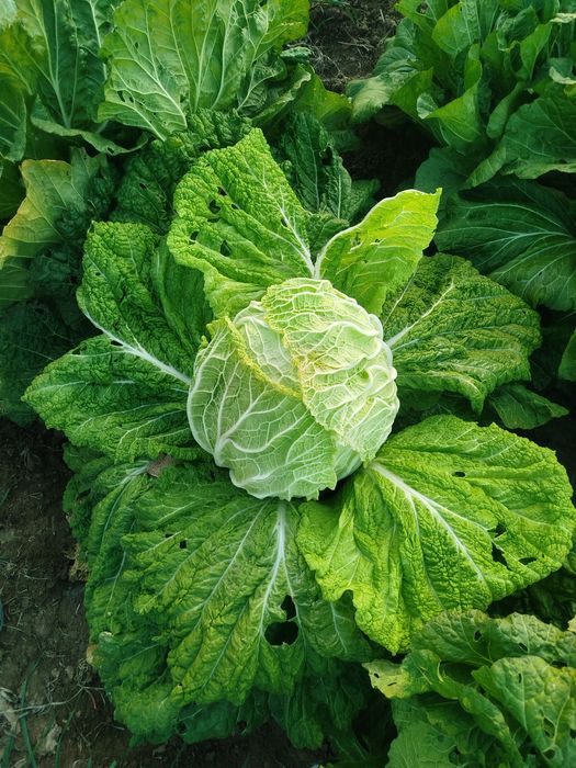 Chimchi • Чимчи • Корейс карами • Карам