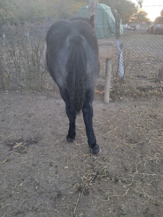 Iapă cu manz 4/5ani ,gestanta.