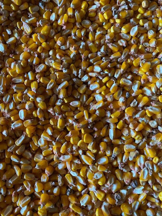 porumb boabe de vanzare