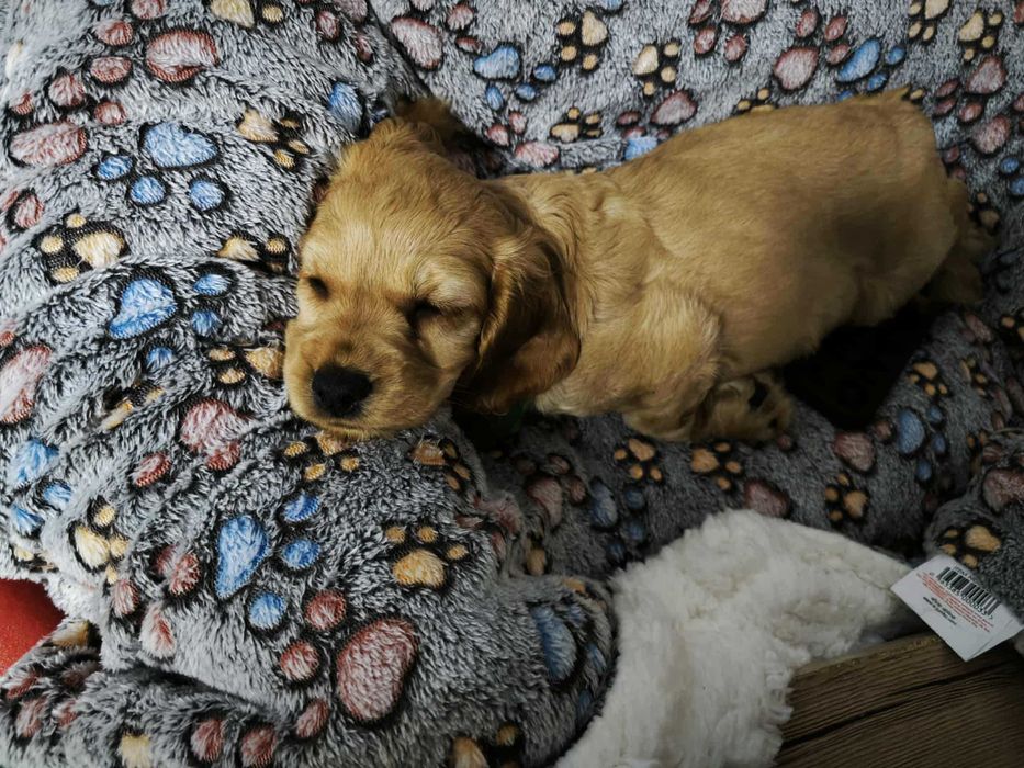 продавам кокер шпаньол – перфектно кутренце с пълен комплект!