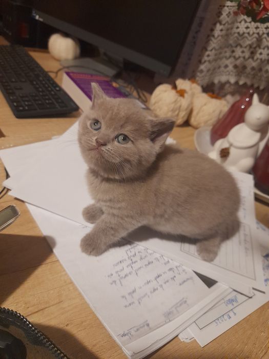 Pui British Shorthair