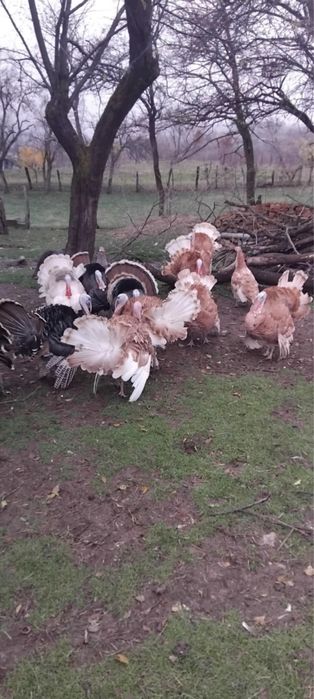 Vand curci si curcani