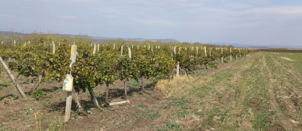 Продавам лозе сорт Каберне гр.Поморие