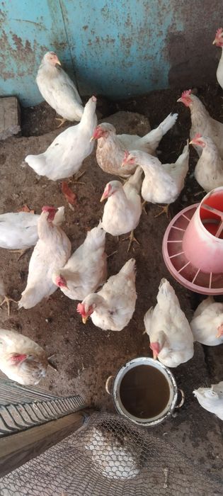 Продаются курочки Ломан Сенди