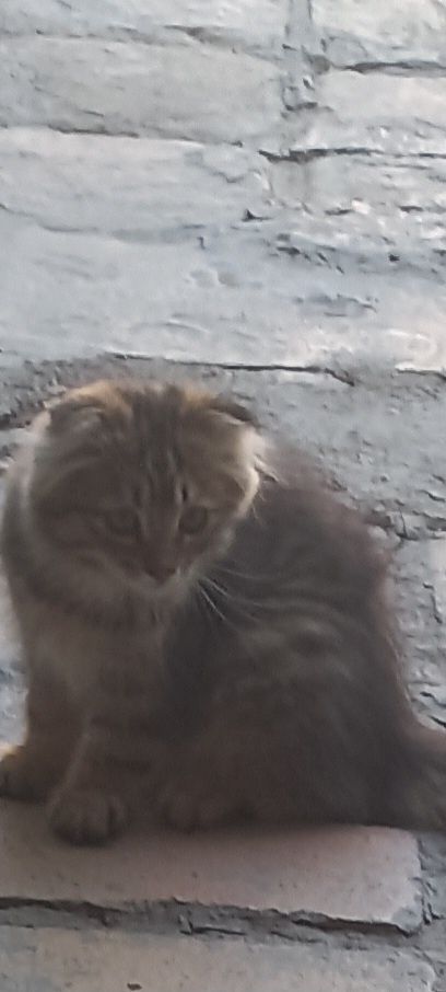 Продается котёнок.