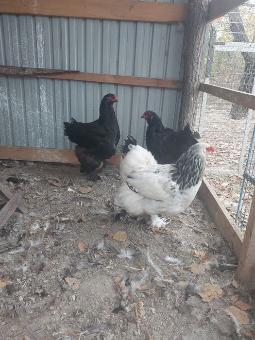 Vând cocoşi tineri  Brahman