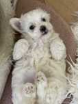 Bichon Maltez Mini