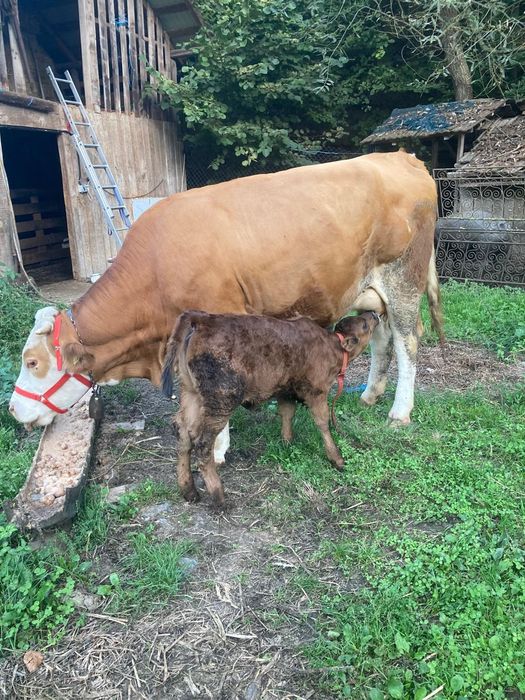 Vaca Bălțată Românească cu vițică Angus