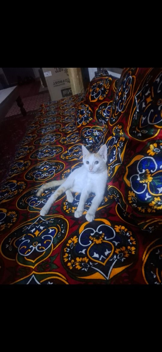 Pishik Tovuqdin mut