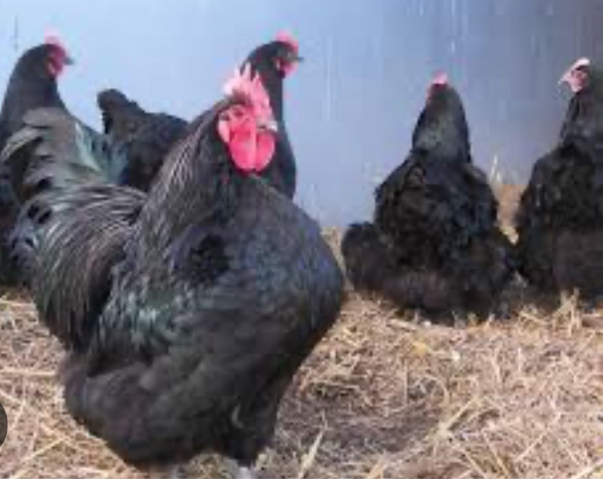 Черная курица , петух черный . Доставка