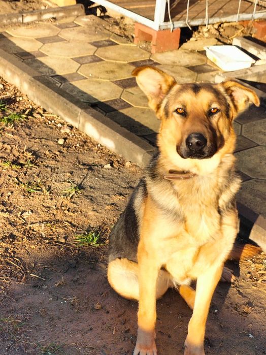 овчарка собака,,