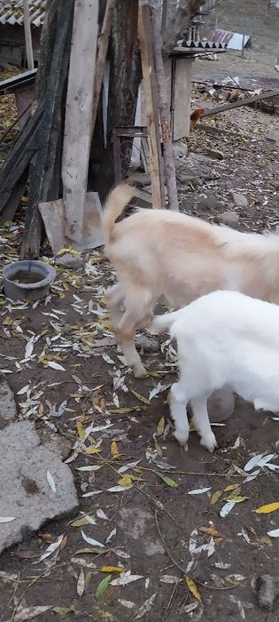 Țap  Saanen  vârstă  1 an provine din părinți cu pedigree