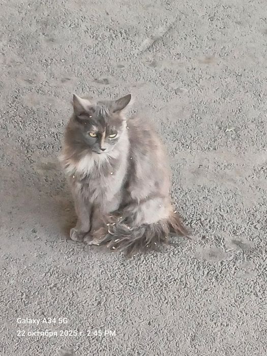 Одам Кошку мышеловку